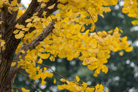 autumnal ginkgo tree