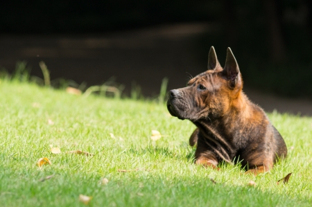 dog lie in lawnの写真素材