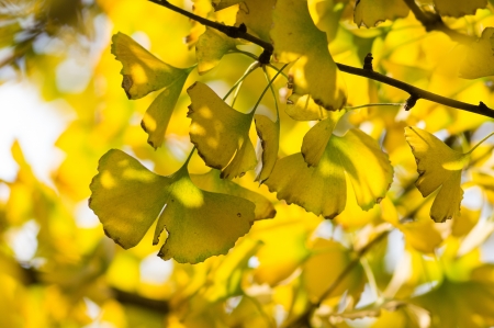 autumnal ginkgo treeの写真素材