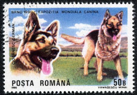 ROMANIA - CIRCA 1990  stamp printed by Romania, show German shepherd, circa 1990 の写真素材
