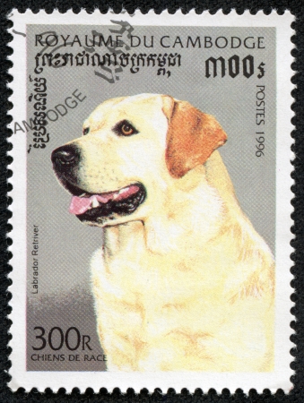 CAMBODIA - CIRCA 1996  stamp printed by Cambodia, shows a labrador retriver dog,circa 1996のeditorial素材