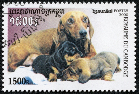 CAMBODIA - CIRCA 2000  stamp printed by Cambodia, shows dog, circa 2000のeditorial素材