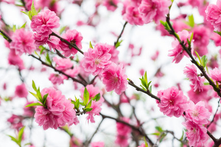 red plum blossom