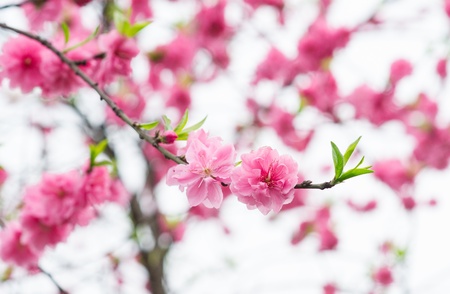 red plum blossomの写真素材