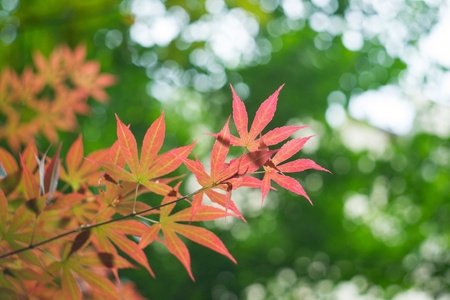colorful leaves close upの写真素材