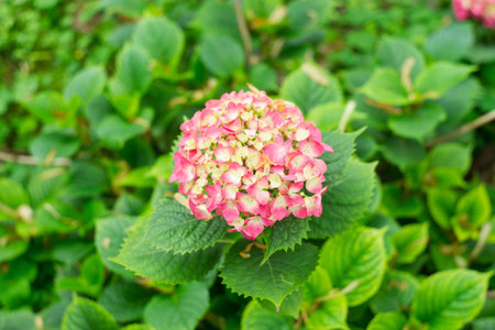 flower in garden
