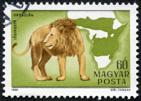 HUNGARY - CIRCA 1981  stamp printed by Hungary, shows lion, Africa, wildcats circa 1981の写真素材