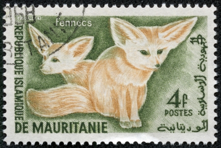 MAURITANIA - CIRCA 1961  stamp printed by Mauritania, shows Fennecs, circa 1961の写真素材