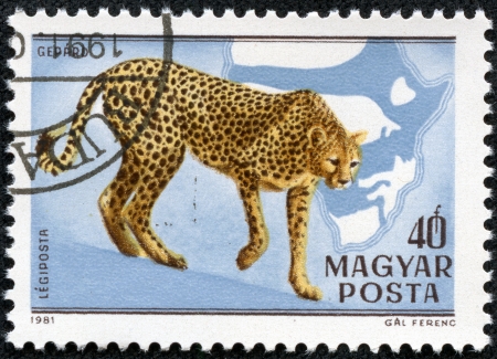 HUNGARY - CIRCA 1981  A stamp printed in HUNGARY shows a Acinonyx jubatus, Africa series, circa 1981のeditorial素材
