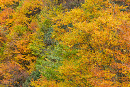 Forest in autumnの写真素材