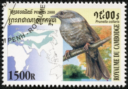 CAMBODIA - CIRCA 2000  A stamp printed Cambodia shows bird prunella collaris , circa 2000のeditorial素材