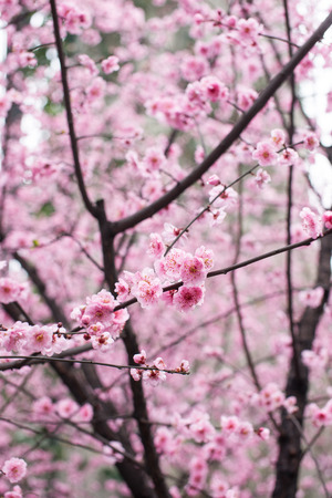 red plum flowerの写真素材