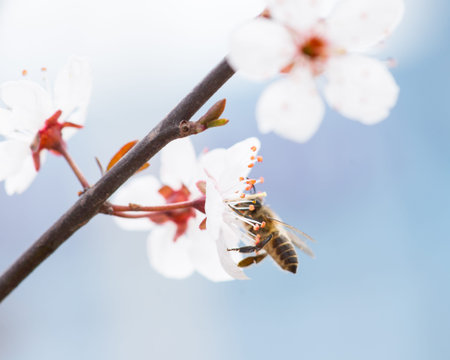 peach blossom and bee