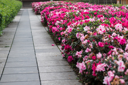 Magnolia Plantation azalea by the path の写真素材
