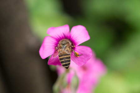 oxalis flower and beeの写真素材