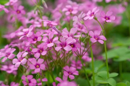oxalis bloomingの写真素材