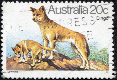 AUSTRALIA - CIRCA 1980  a stamp printed in the Australia shows Dingo, Australian Wild Dog, Canis Lupus Dingo, circa 1980のeditorial素材