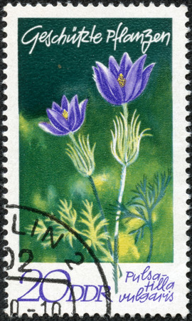 GERMANY - CIRCA 1970  stamp printed by Germany, shows Selenicereus grandiflorus, circa 1970 のeditorial素材