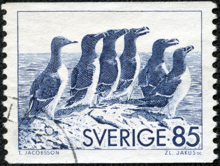 SWEDEN - CIRCA 1976  stamp printed by Sweden, shows Auks and black guillemot, circa 1976のeditorial素材