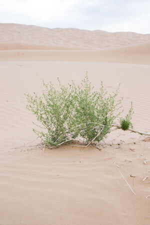 shrubs in desert の写真素材