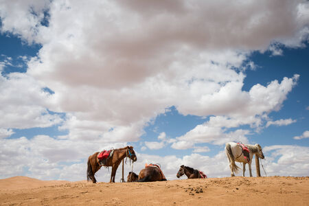horses  rest in desert の写真素材