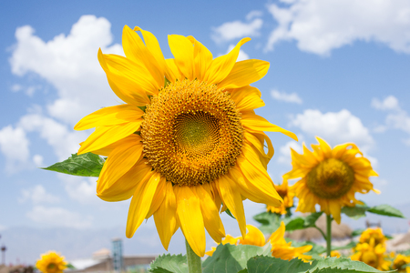 Yellow sunflowers and blue skyの写真素材