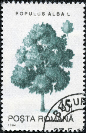 ROMANIA - CIRCA 1994: A stamp printed in Romania shows White Poplar (Populus alba), with the same inscription, from the series \ "Trees \", circa 1994の写真素材