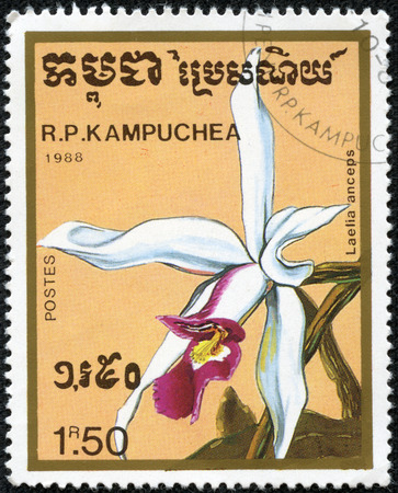 KAMPUCHEA - CIRCA 1988  A stamp printed in Kampuchea from the  Orchids   issue shows Laelia anceps, circa 1988 の写真素材