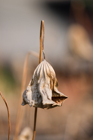 dry lotus leaf closeupの写真素材