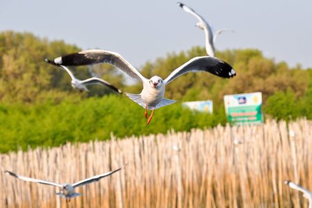 Flying seagull.の写真素材