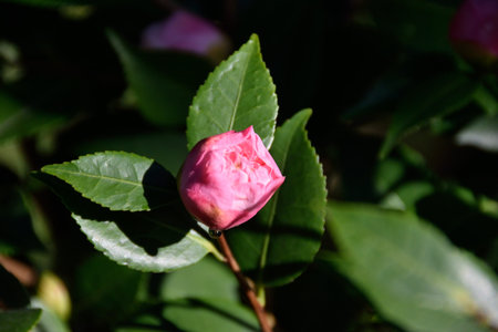 flowerの写真素材