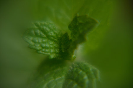 leaves in blur background