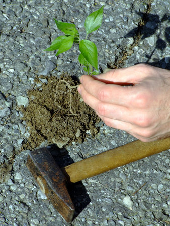 Human hand planting a new plant after breaking the asphalt with a hammerの写真素材