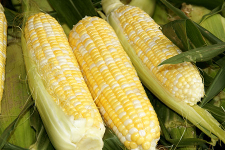 Corn cobs over green leaves for sale at a fruit and vegetables open market