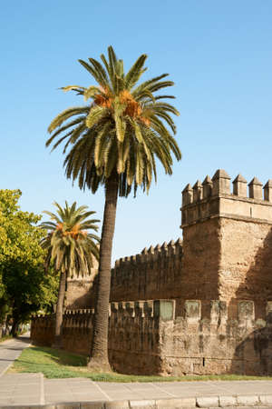 Seville, detail of the ancient city walls built during Almohad period to protect the town and palms against a blue sky の写真素材