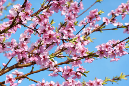 Some peach blossoms on the branch during spring blooming