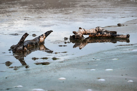 Trunks in Manziana Caldara'sの写真素材