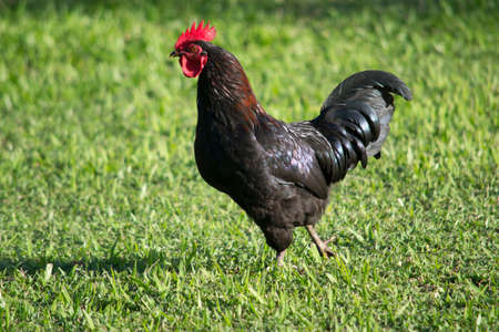 Gallo in Dominicaの写真素材