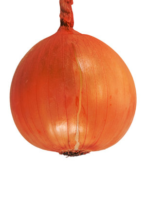 Onion isolated on white background. Autumn harvest.の写真素材