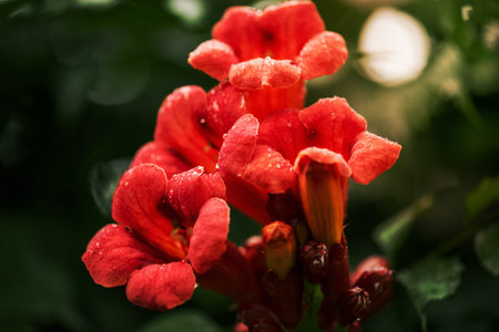 Campsis Flamenco bright orange flowers winding over the fence in greenery. Chinese Trumpet Creeper...