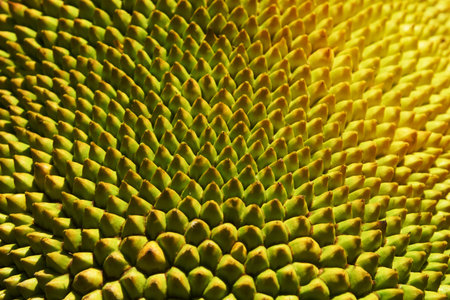Close up on young jack fruit with yellow green rough spine skin on the blur leaves background.