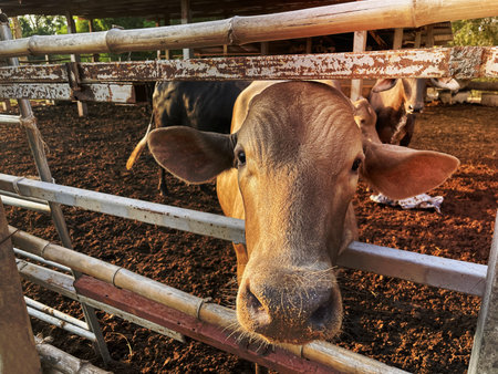 Brown calf cow in stable. Look pitiful.の写真素材