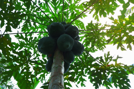 Bottom  view, the papaya on the tree is the raw material used to make papaya salad. popular food in Thailand.の写真素材