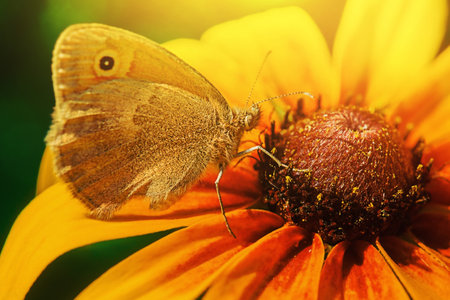 Beautiful Butterfly on flower. Butterfly on yellow flower.の写真素材