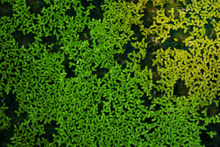 Duckweed and Algae On the water surface.