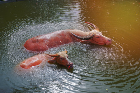 Albino buffalo and pink buffalo swim in ponds and water pipes that spread water on a farm in Thailand.の写真素材