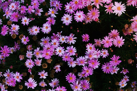 Beautiful pink flowers on black background during the winter in Thailand.の写真素材