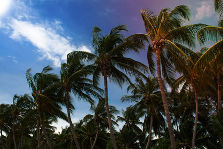 Beach with coconut trees at Bang Saen beach in Thailand.の写真素材