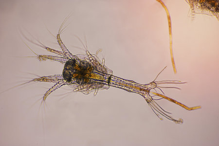 Closeup zoea stage of Vannamei shrimp in light microscope, Shrimp larvae under a microscope, Shrimp, White shrimp, Nauplius, zoea, Larvae. Background.の写真素材