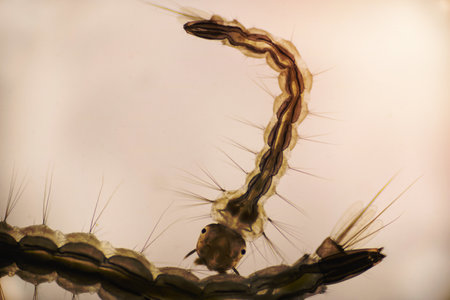 Close Up mosquito larvae in light microscope, Larvae under a microscope.の写真素材